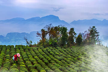 Find out the green tea secret
