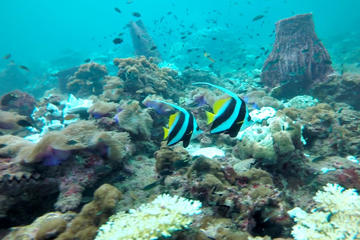 Coral Island Escapade - ex-Langkawi