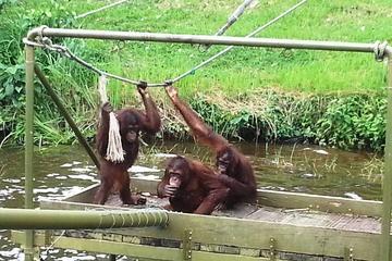 Orang-utan & Charcoal Factory Tour