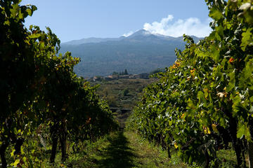 Etna and Wine Tour from Catania