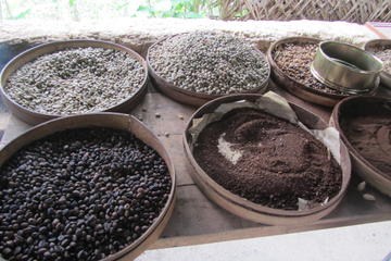 Coffee Tour