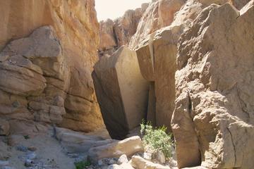Small Group Mountain and Desert Tour from San Diego