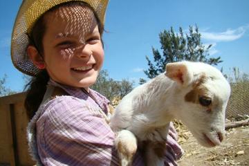 Full-Day Ranch Adventure and Horseback Riding Tour
