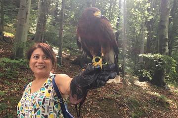 Medvednica Falconry Tour from Zagreb