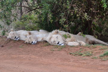Lion and Safari Park tour from Pretoria and Johannesburg
