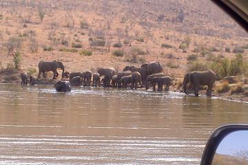 Pilanesberg National Park Day Tour from Pretoria