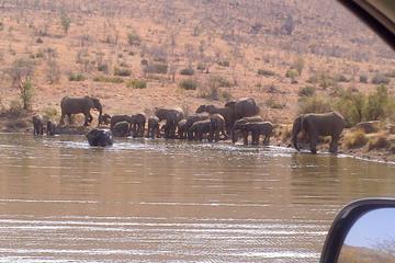 Pilanesberg National Park Full-Day Tour from Johannesburg and Sandton with Lunch