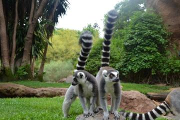 Bioparc Fuengirola Entrance Ticket