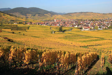 Alsace Half Day Wine Tour from Colmar