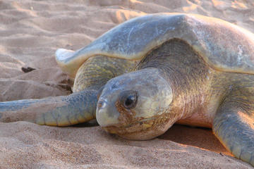 Sunset Turtle Sighting on Bare Sand Island from Darwin