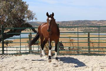 Horse Riding in Alentejo