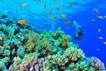 ANILAO DIVE Tour from Manila