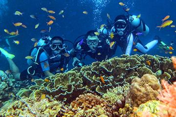 CEBU FUN DIVE (SHARED)