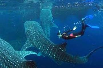 Oslob Whale Shark Watching and Tumalog Falls from Cebu