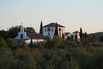 Cordoba Midday Olive Oil Tour and Tasting