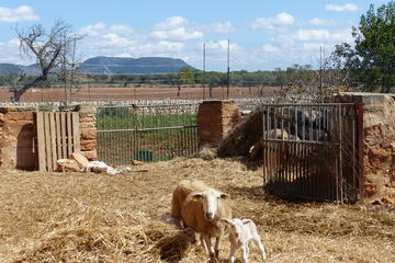 Mallorca Gourmet Experience Dinner in a Family Farm