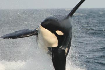 Vancouver to Victoria Whale Watching with Return to Vancouver by Seaplane