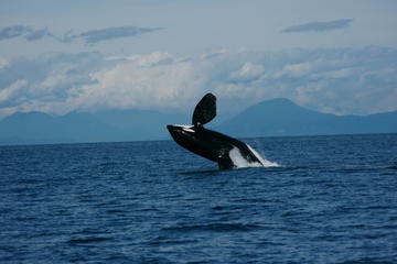 Vancouver Whale Watching Safari