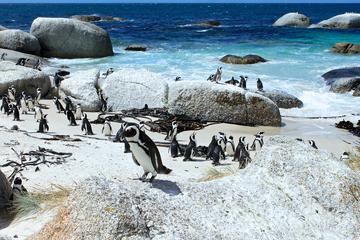 Best Views of the Cape Private Tour from Cape Town