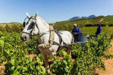 ORGANIC & BIODYNAMIC SUSTAINABLE WINE EXPERIENCE