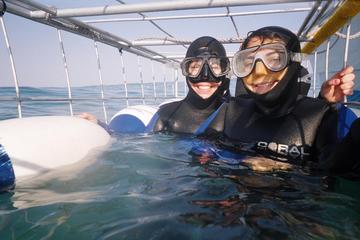 Private Great White Shark Cage Diving and Wine Tasting Experience from Cape Town