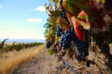 Red Wine Lovers Private Tour from Cape Town