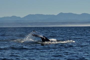 Whales and Wine Day Tour from Cape Town