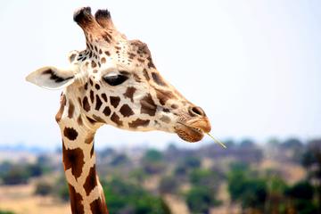 WILDLIFE SAFARI & WINE TASTING