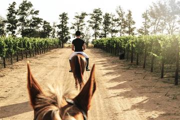 WINELANDS EQUESTRIAN ADVENTURE- HORSE RIDING & WINE