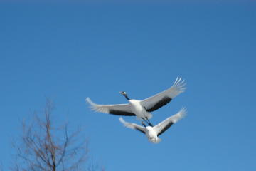 Japanese Red-Crowned Crane Observation Tour in Toro
