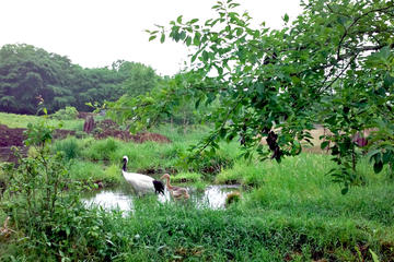 Japanese Red-Crowned Crane Observation Tour Summer - March to October -