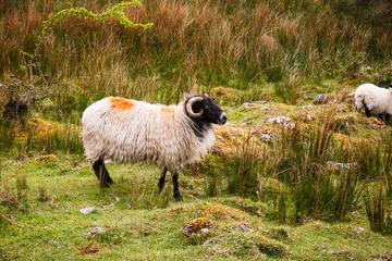 Full-Day Cuilcagh Legnabrocky Trail and Stairway to Heaven Hike from Dublin