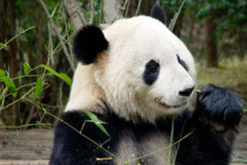 Excursión de un día al Templo Lama de...