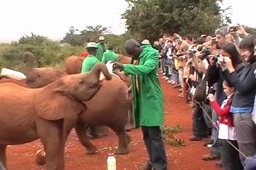 Half-Day Baby Elephant Orphanage and Giraffe Center Tour from Nairobi