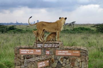 Nairobi National Park, David Sheldrick Elephant Orphanage, Giraffe Center and Karen Blixen Museum Day Tour in Nairobi