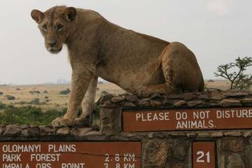 Nairobi National Park, Elephant Orphanage, Giraffe Centre, Bomas of Kenya and Karen Blixen Museum Day Tour