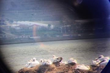 Birdwatching Albania