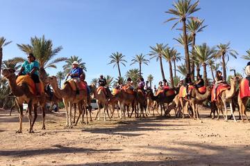 Camel Ride in the Palm Grove of Marrakech