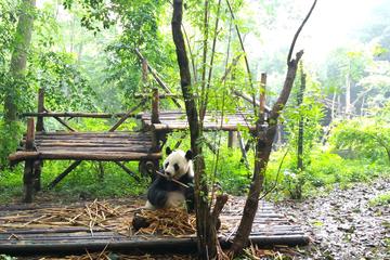 Chengdu Impressions Day Tour including the Sichuan Cuisine Museum and Giant Pandas