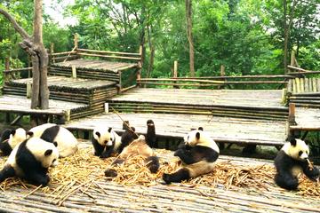 Private Half-Day Chengdu Panda Base Tour