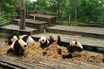 Private Tour: Customize Your Perfect Day in Chengdu