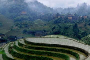 Private Tour of Dragon's Backbone Rice Terraces in Longsheng