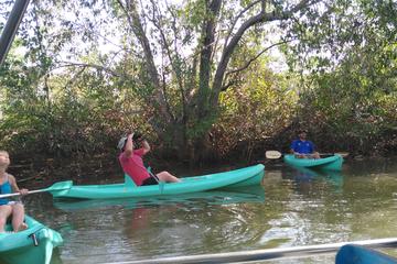 Mangrove Damas Island Kayak Tours
