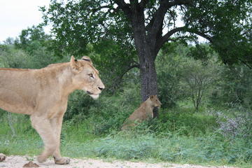 Full-Day Big 5 Safari from Hazyview
