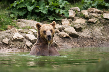 Zarnesti Bear Sanctuary and Dracula's Castle Private Tour
