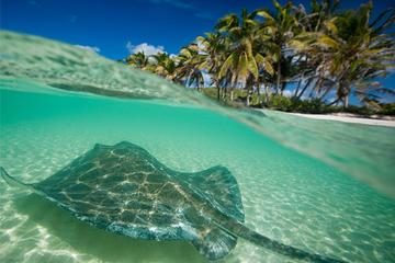 Contoy Island Eco-Adventure Sightseeing Boat Tour with Lunch