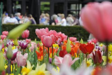 Private Keukenhof & Dutch Countryside Tour