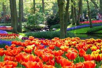 Private Keukenhof & Flowerfields tour from Amsterdam