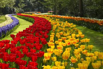 Private Transfer to Keukenhof from Amsterdam