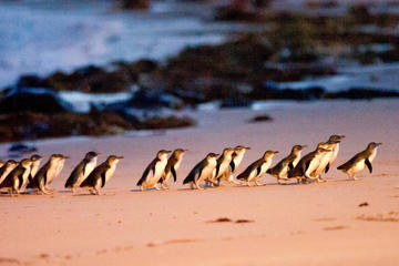Boutique Intimate Tour to Phillip Island Penguin Parade from Melbourne